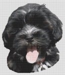 (image for) Havanese Puppy